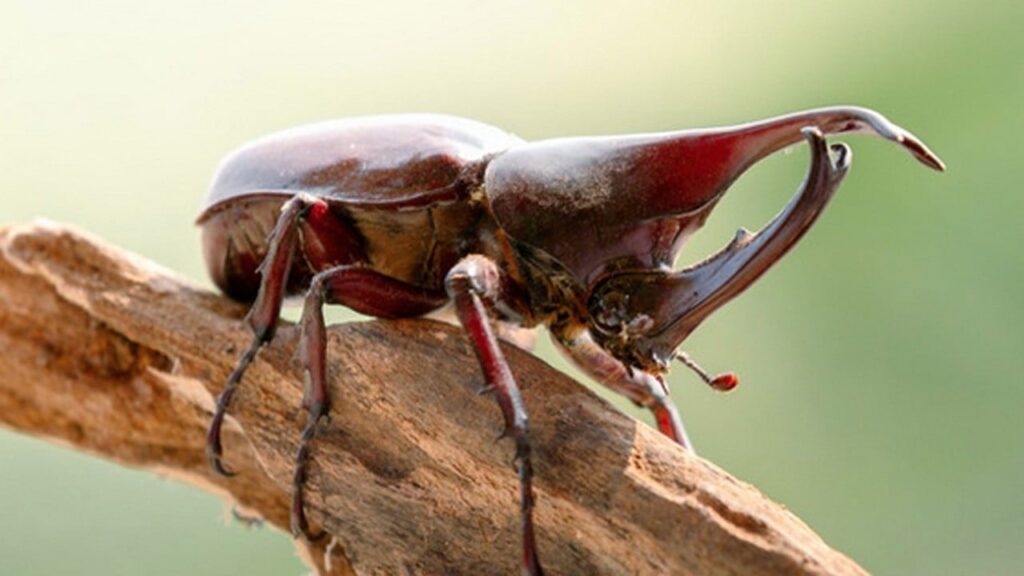 Japon bilim insanları böceklerle nasıl duygusal bağ kuruyor? Japonya'da neler oluyor?